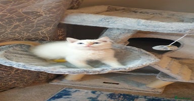 Ragdoll cats - Advert 4