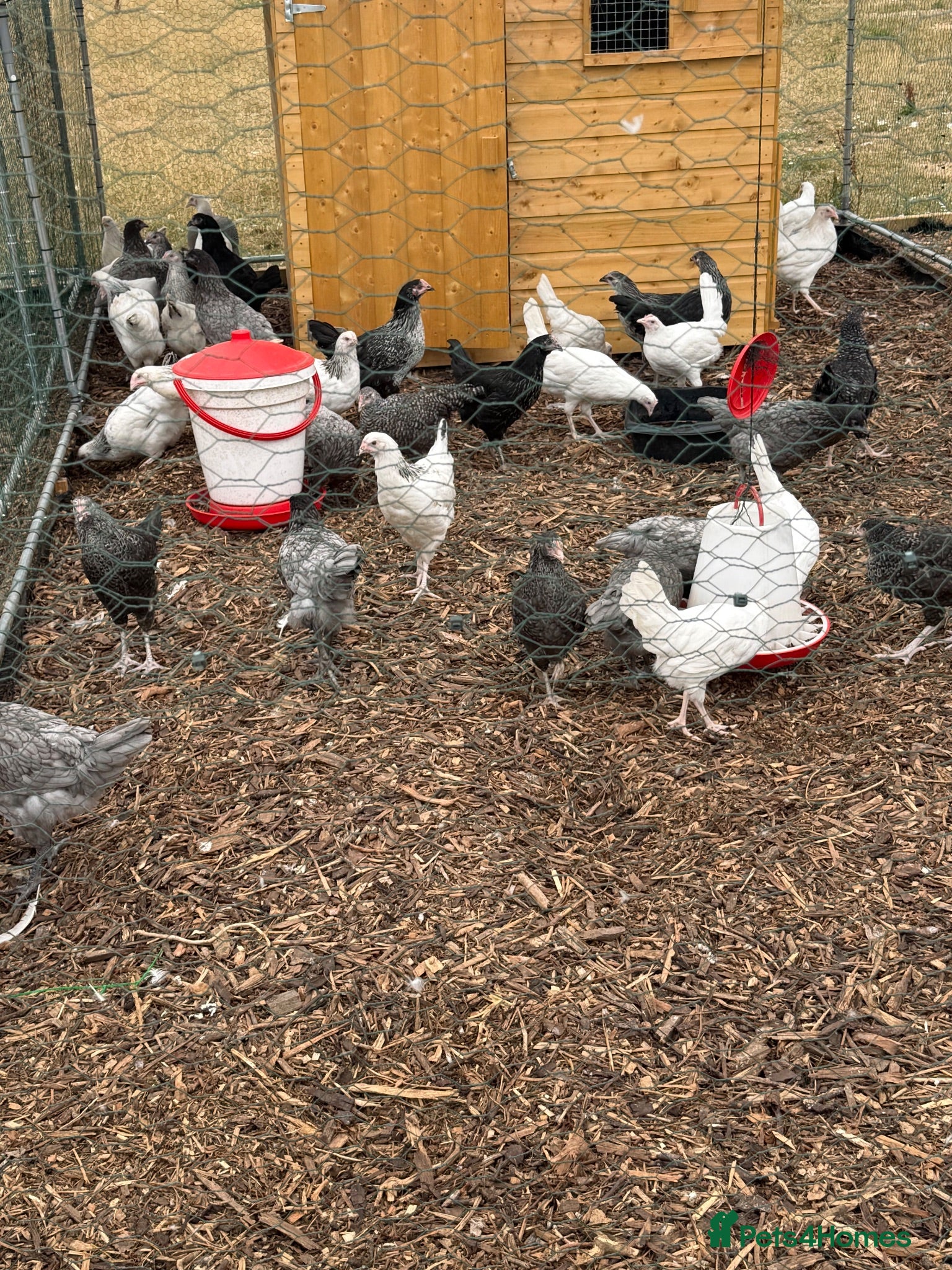 Chickens poultry Point of lay hybrid pullets  - Advert 4
