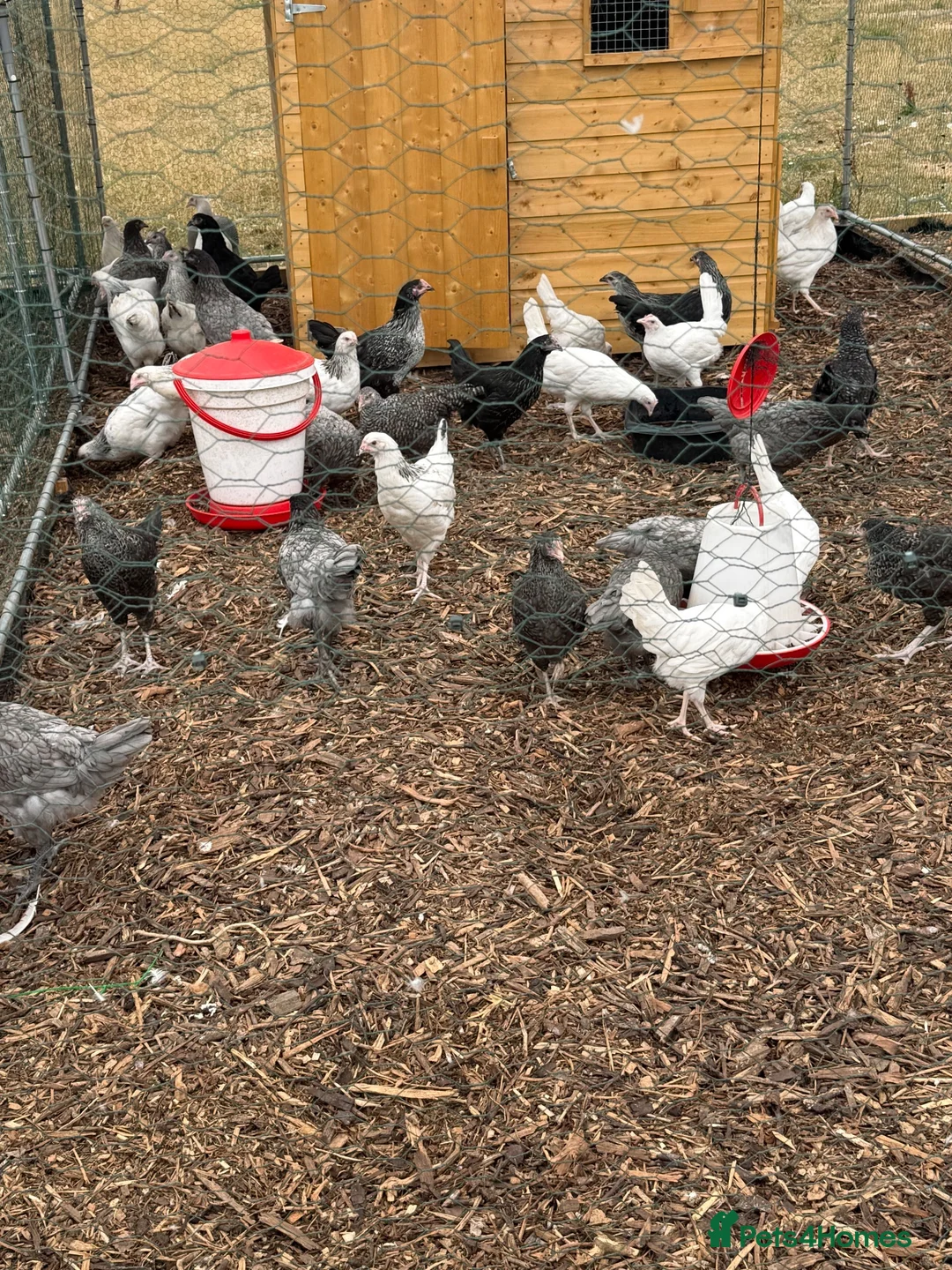 Chickens poultry for sale: Point of lay hybrid pullets  - Advert 1