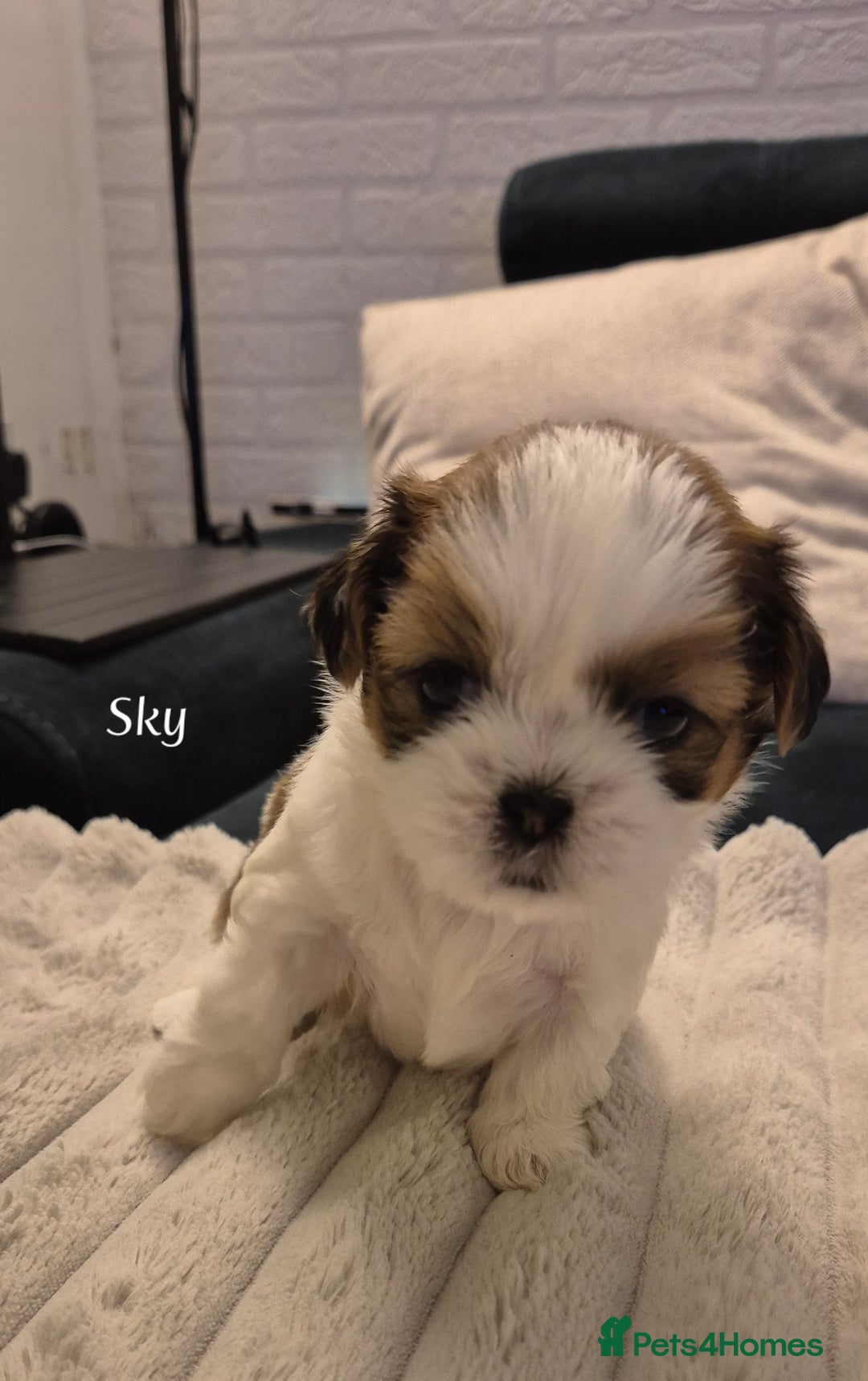 Shih Tzu dogs for sale: Beautiful shih tzu puppies  - Advert 6