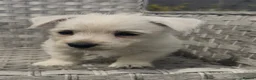 West Highland Terrier dogs for sale: West Highland Terrier Pups looking new home - Advert 23