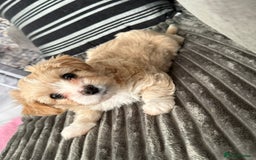 Morkie dogs for sale: Morkie puppies  - Advert 6