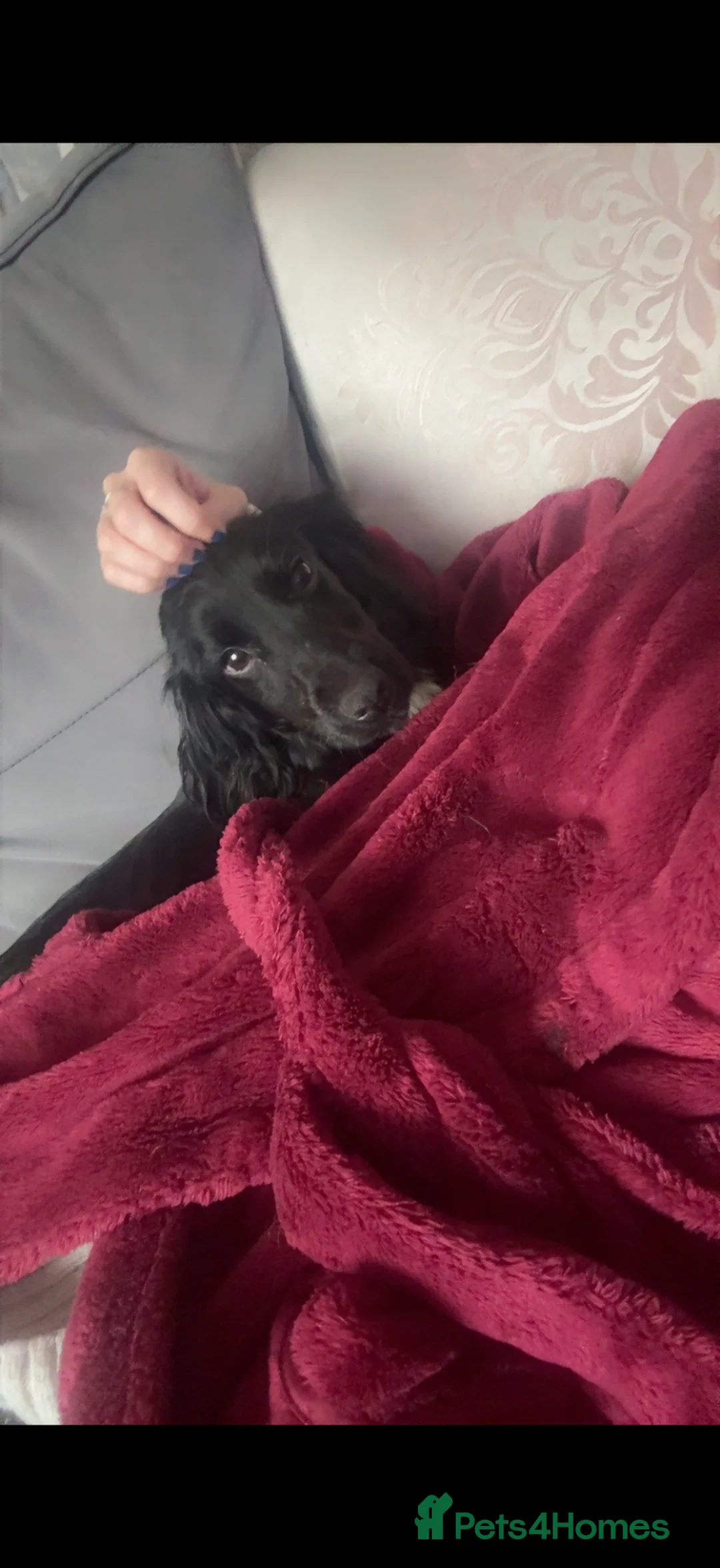 Cocker Spaniel dogs for sale: KC registered cocker spaniel bitch  - Advert 2