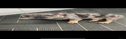 French Bulldog dogs for stud: French bull dog (Merle) - Advert 2