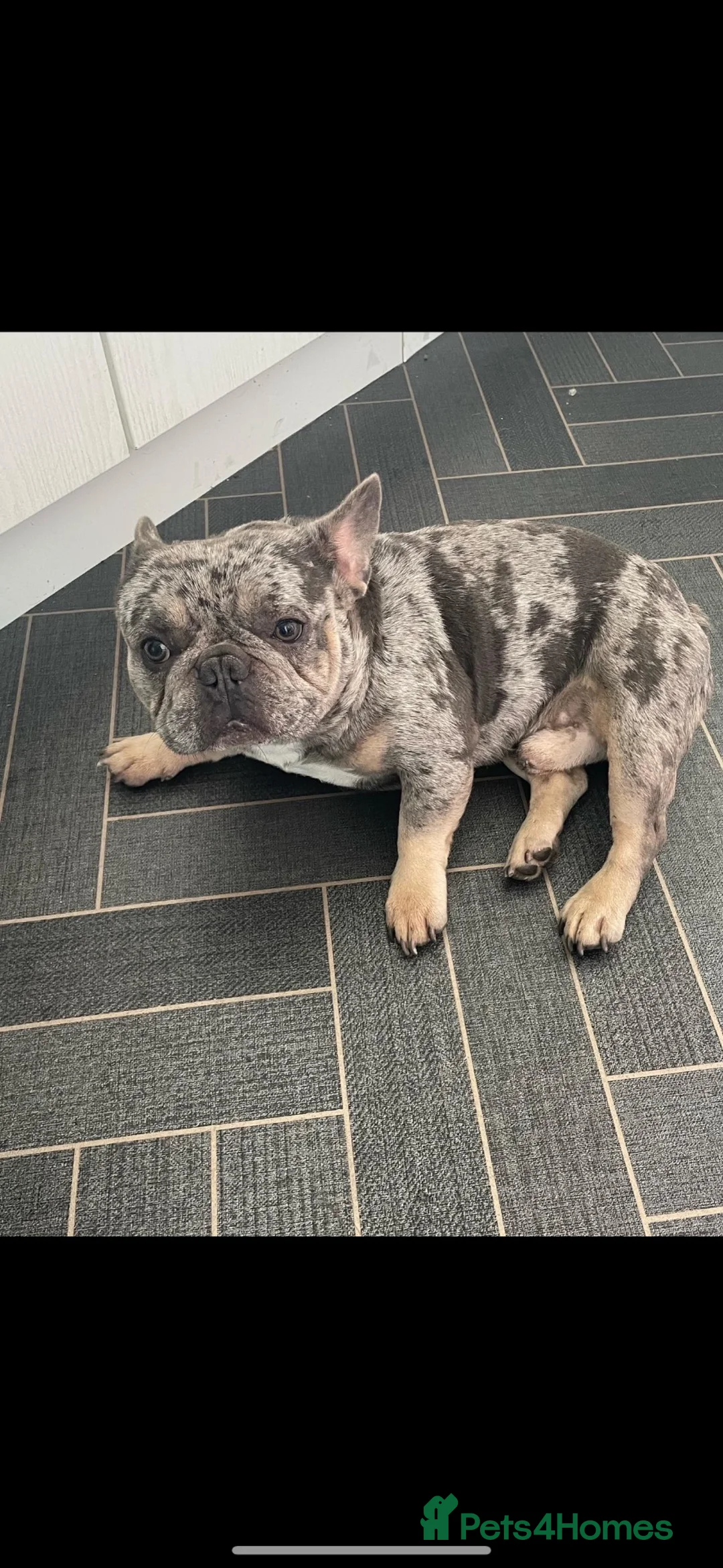 French Bulldog dogs for stud: French bull dog (Merle) - Advert 2