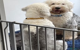 Old English Sheepdog dogs for sale: Old English puppies - Image 25
