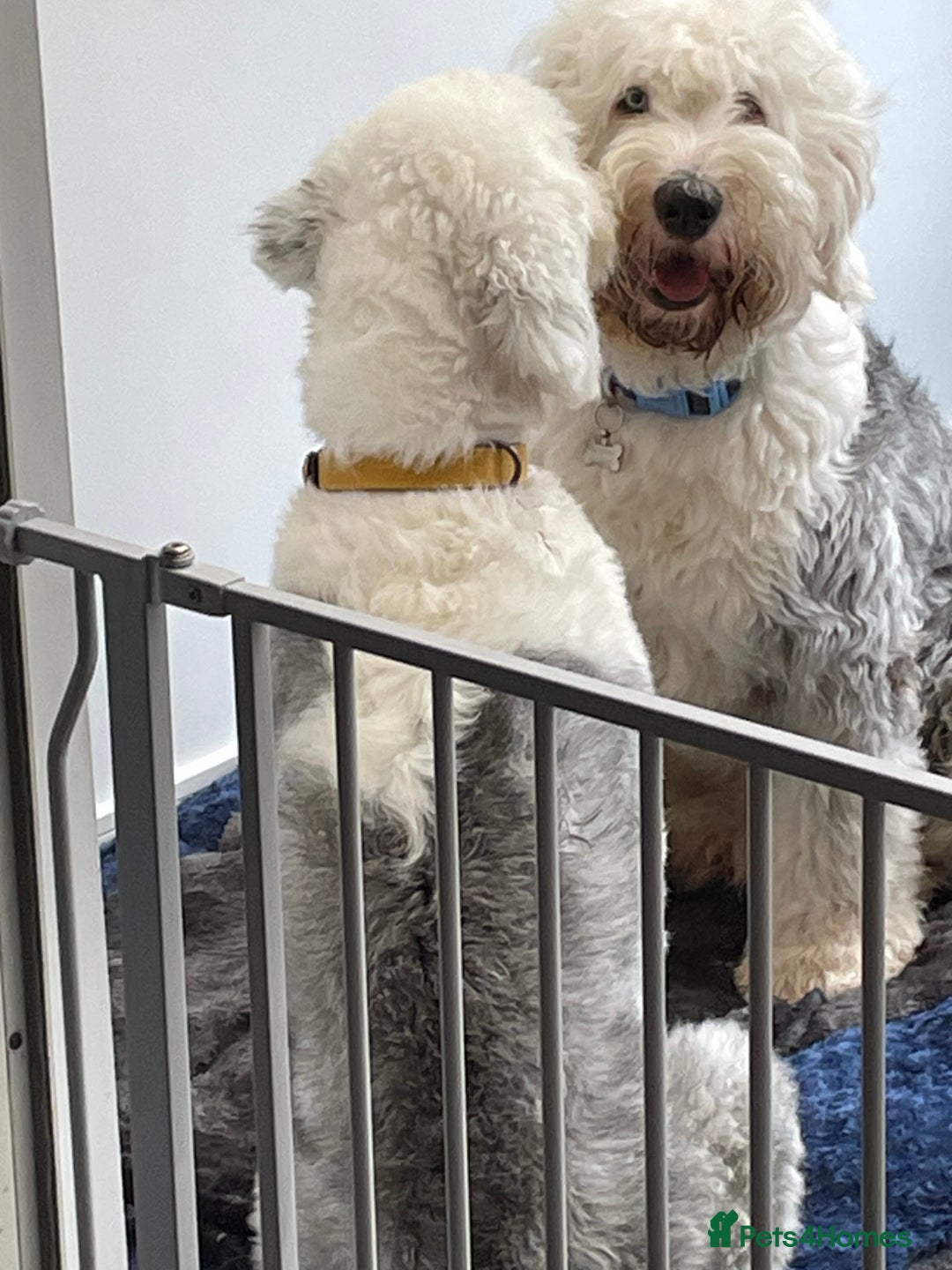 Old English Sheepdog dogs for sale: Old English puppies - Image 25