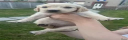 Golden Retriever dogs for sale: Quality golden retrievers  - Advert 16