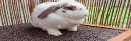 Mixed Breed rabbits for sale: Female Rabbit (Lilly) – Forever Home Wanted - Advert 2