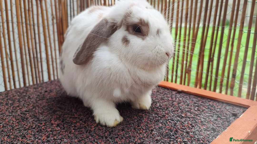Mixed Breed rabbits for sale: Female Rabbit (Lilly) – Forever Home Wanted - Advert 2