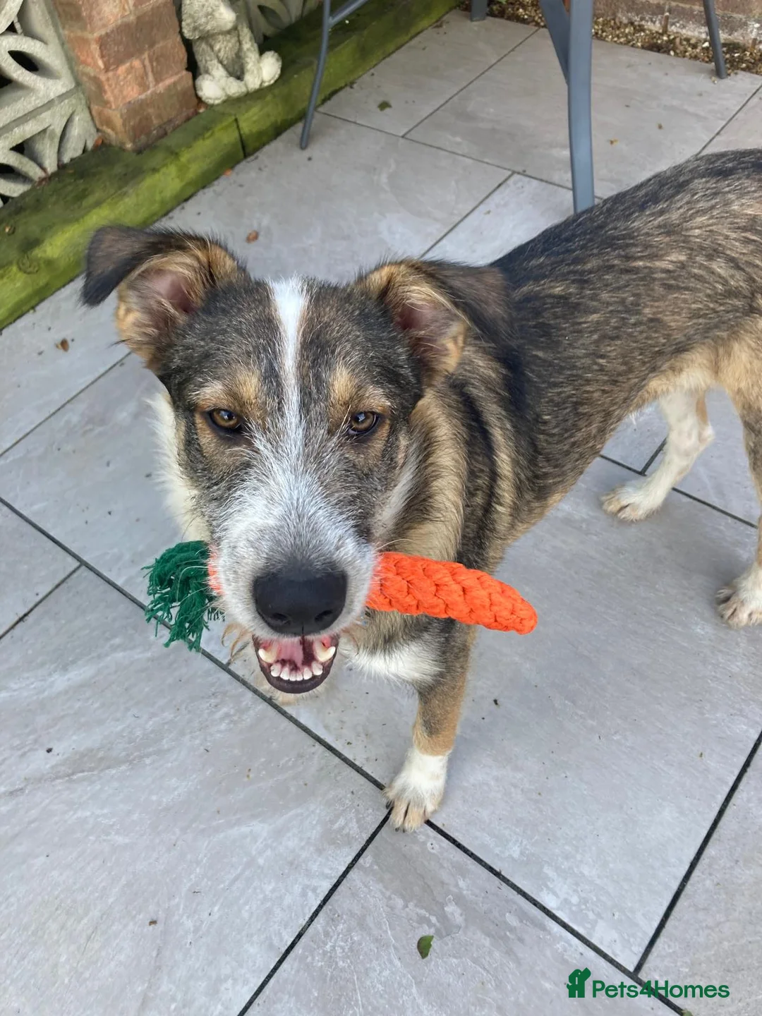 Mixed Breed dogs for adoption: 🐾💛Meet DIGBY - an Affectionate Big Softie! 💛🐾 - Advert 2