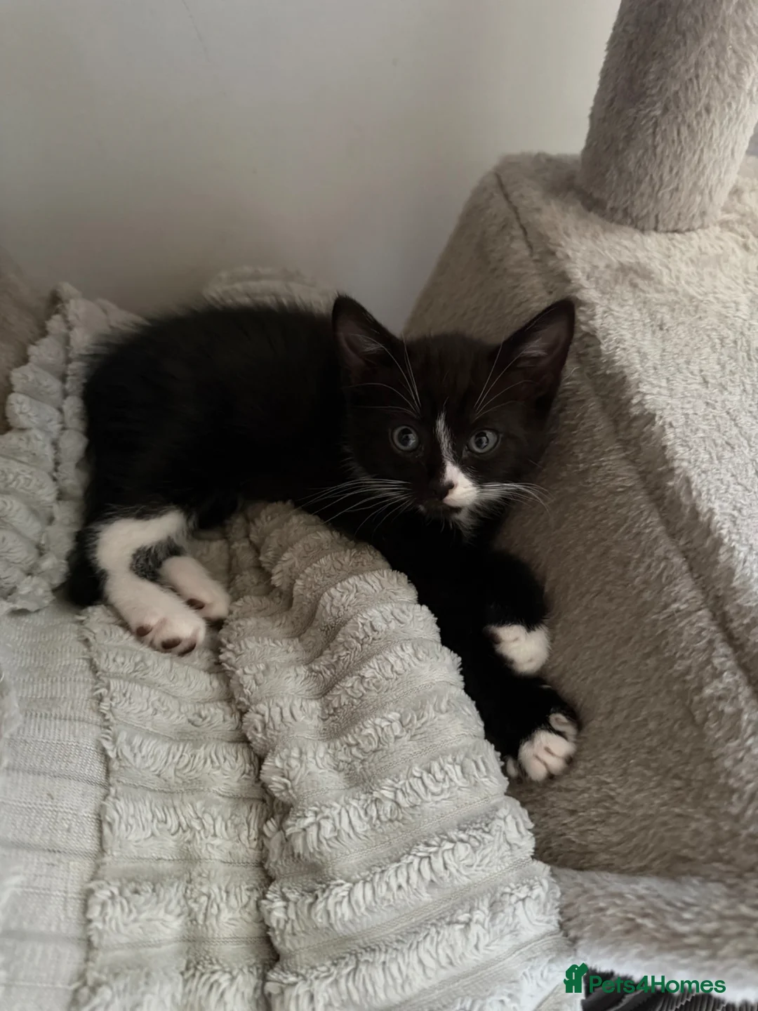 Mixed Breed cats for sale: Kittens for sale in New Milton - Advert 6
