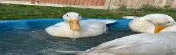 Ducks poultry for sale: 3 Cherry Valley Ducks - Advert 13