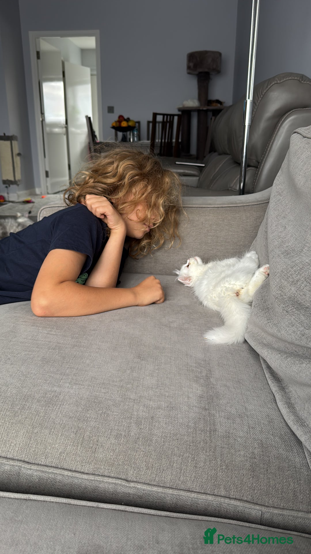 Persian cats for sale: 2 white Gorgeous Persian Boys - Image 12