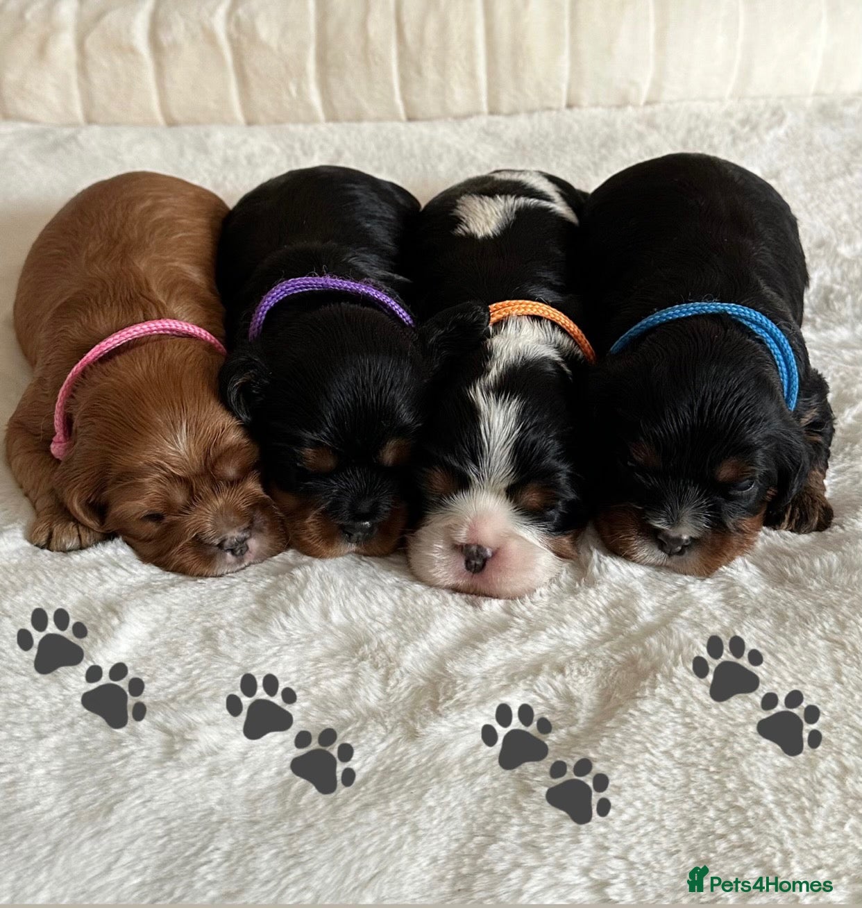 Cavalier King Charles Spaniel dogs * KC Reg Health Tested Puppies *  - Advert 16