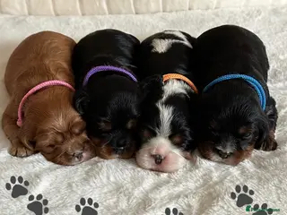 Cavalier King Charles Spaniel dogs * KC Reg Health Tested Puppies * - Advert 15