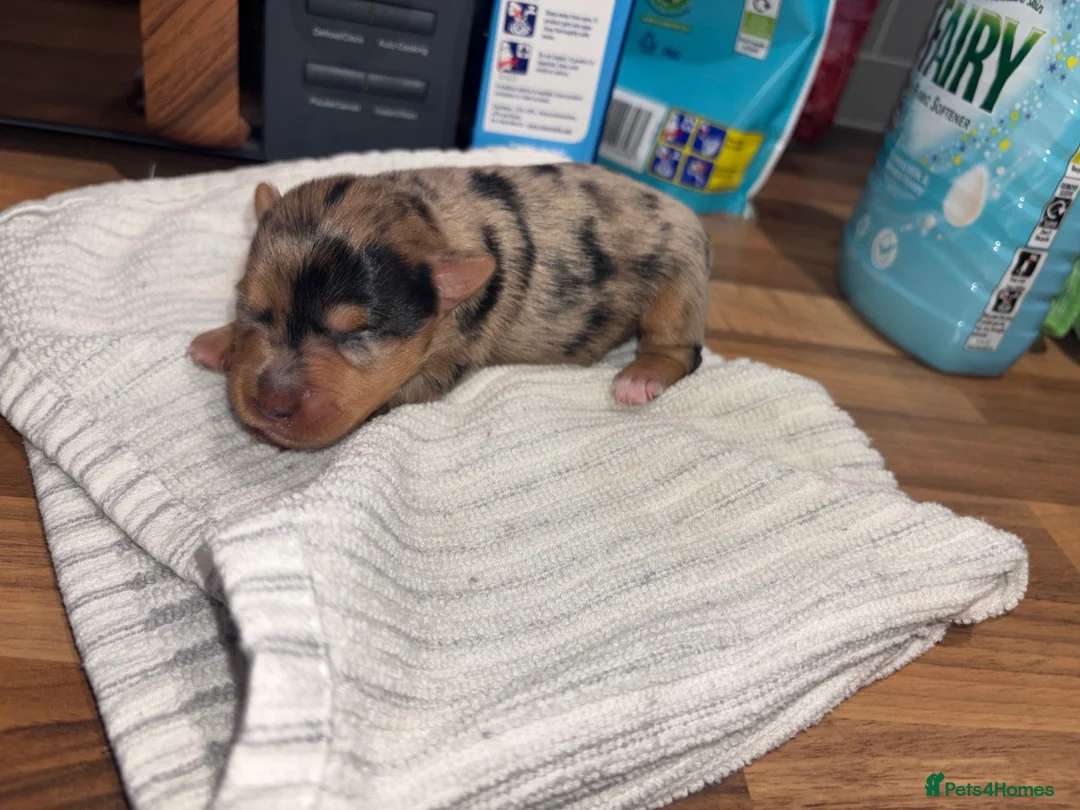 Yorkshire Terrier dogs for sale: Beautiful Merle Yorkshire terrier puppies  - Advert 2