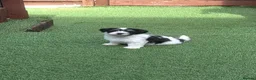 Bichon Frise dogs for sale: Bichon puppies - Advert 2