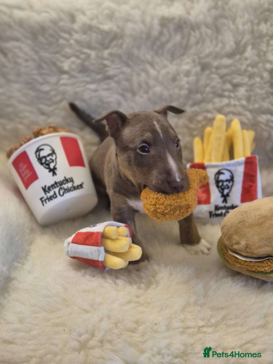 Miniature Bull terrier dogs for sale: 🐾 Exclusive Miniature Bull Terrier Puppies🐾  - Advert 33