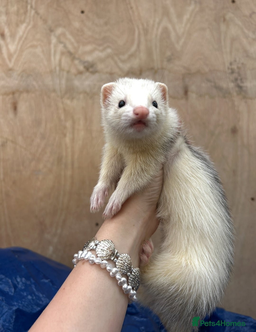 Ferret rodents for sale: Silver Jill - Image 1