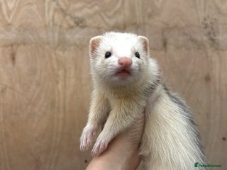 Ferret rodents - Advert 29