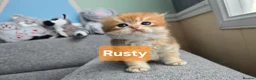 British Shorthair cats for sale: Pedigree golden British shorthair  - Advert 18