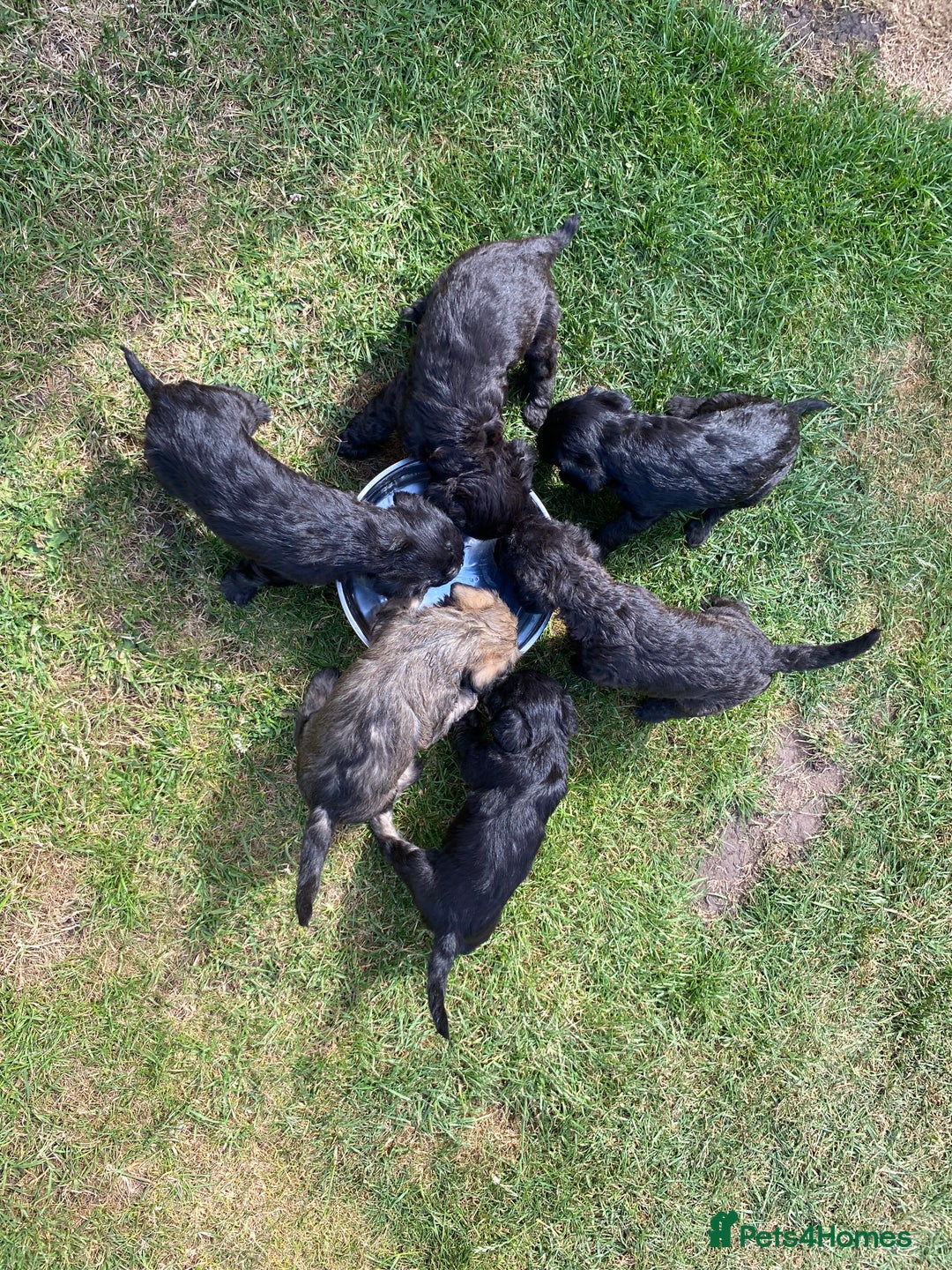 Mixed Breed dogs for sale: Bedlington Terrier X Whippet Puppies ⭐️ - Image 19