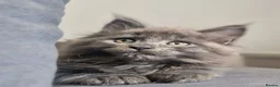 Maine Coon cats for sale: Maine coon kittens  - Advert 7