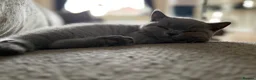 British Shorthair cats for sale: Last girl, collection 21/8  - Advert 4