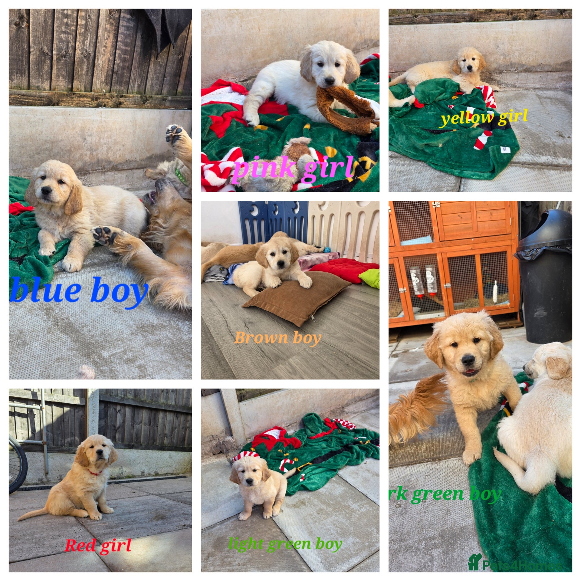 Golden Retriever dogs Lovely Golden retriever puppy ❤️ - Advert 4