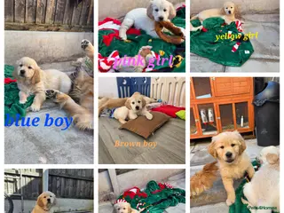 Golden Retriever dogs Lovely Golden retriever puppy ❤️ - Advert 4