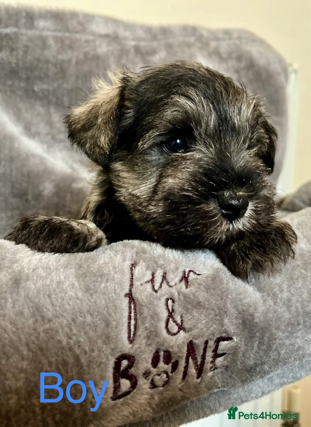 Miniature Schnauzer dogs for sale: Pepper and salt White miniature schnauzer pups - Advert 2