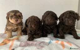 Toy Poodle dogs for stud: KC CHOCOLATE PHANTOM TOY POODLE in Willenhall - Image 37