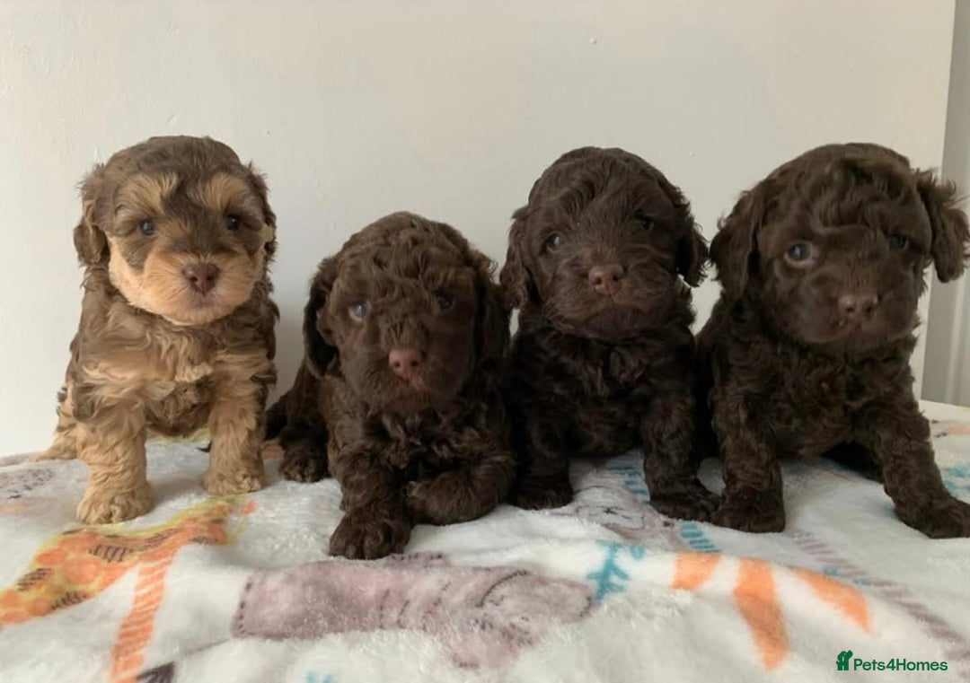 Toy Poodle dogs for stud: KC CHOCOLATE PHANTOM TOY POODLE in Willenhall - Image 37