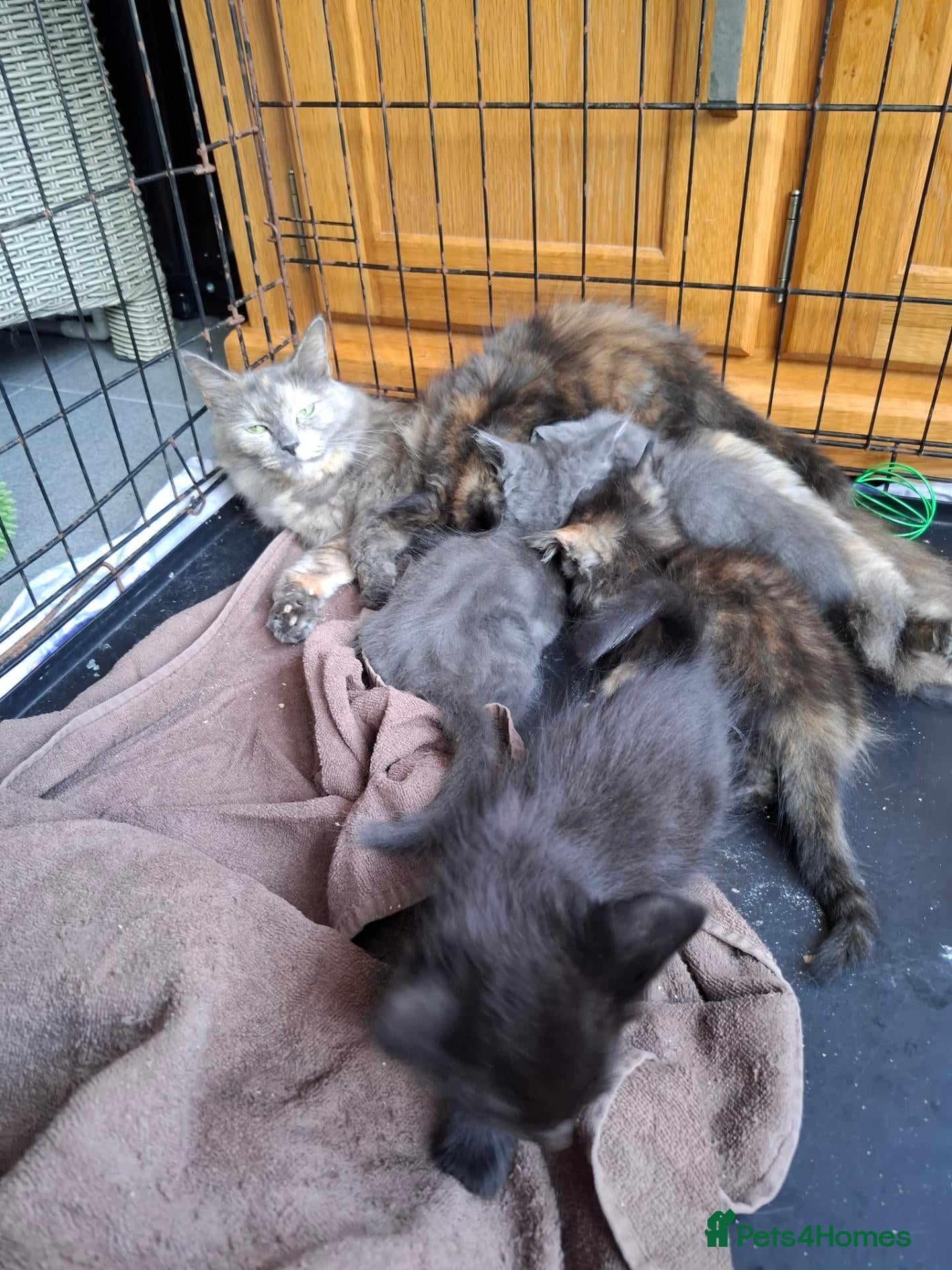 Mixed Breed cats I have 5 little kittens needing a loving home  - Advert 6