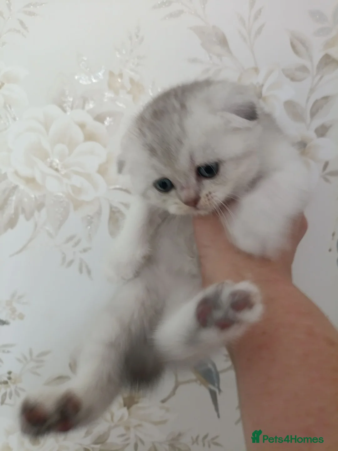 British Shorthair cats for sale: Kitten  - Advert 2