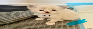 Siberian Kitten 2 Blue Boy