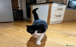 Domestic Shorthair cats for sale: Rehoming our lovely cat, Cosmo 🐾 - Image 2