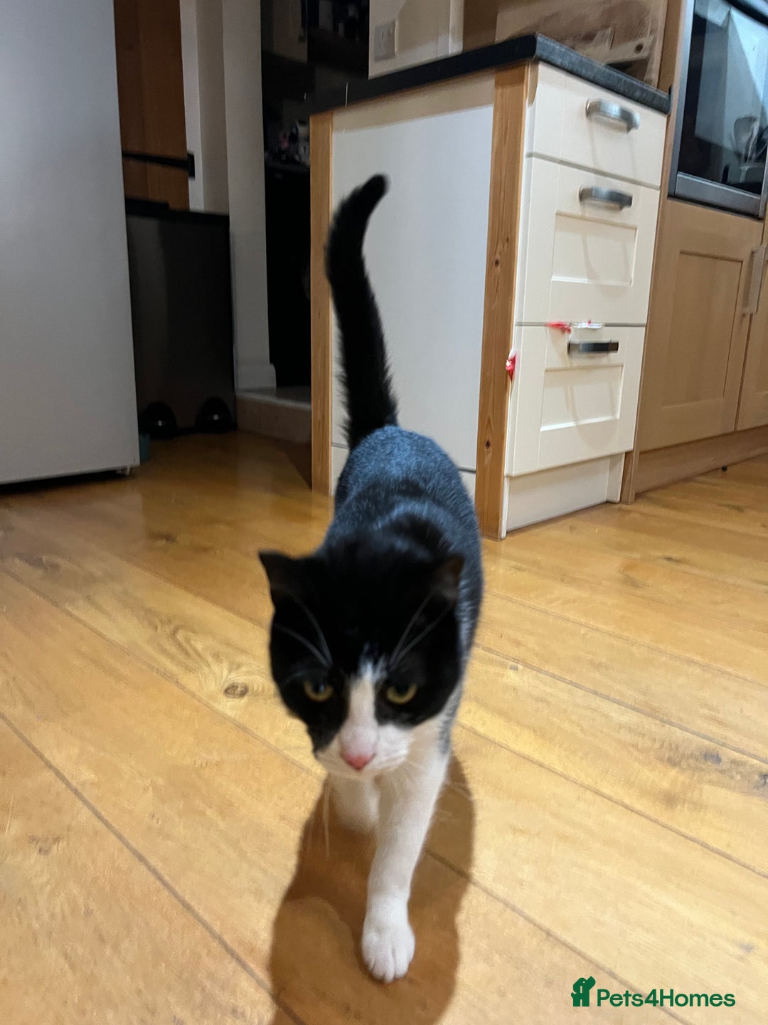 Domestic Shorthair cats for sale: Rehoming our lovely cat, Cosmo 🐾 - Image 2