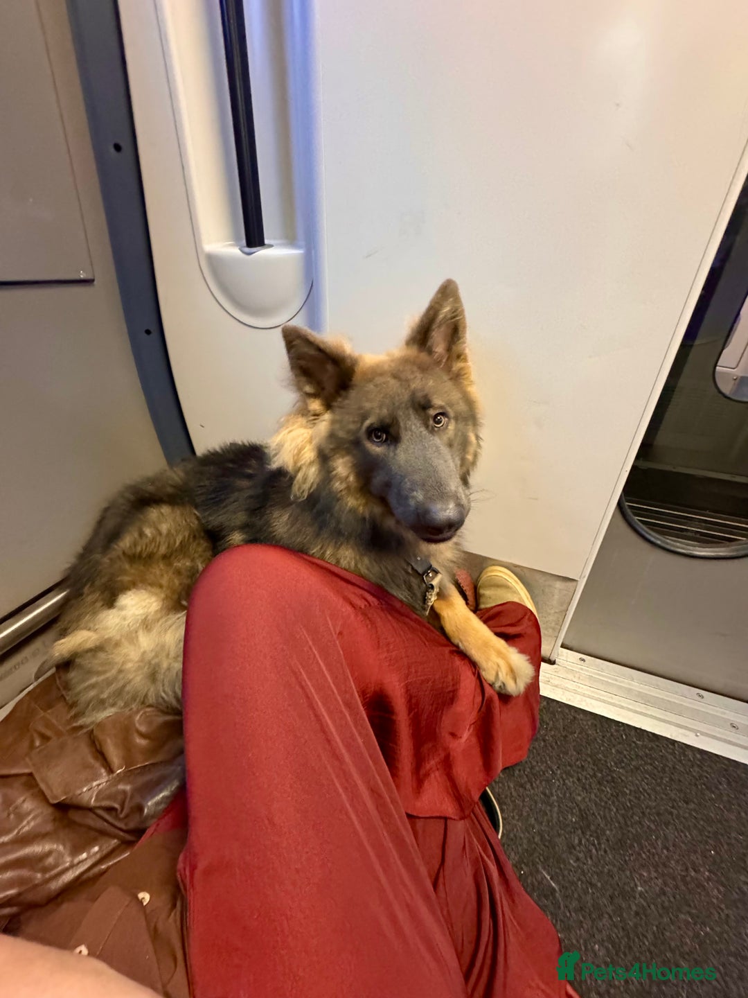 German Shepherd dogs for sale: German Shepherd 1 year old male - Image 4