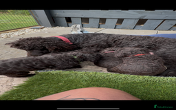 Irish Water Spaniel dogs for sale: Irish water spaniel pup - Image 1