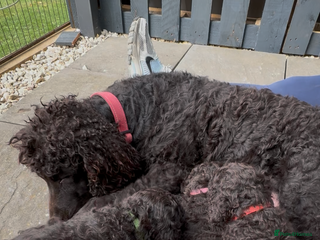 Irish Water Spaniel dogs Irish water spaniel pup - Advert 1