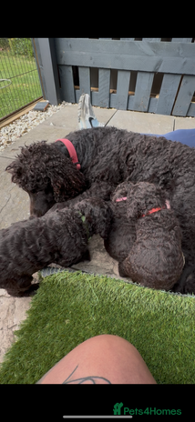 Irish Water Spaniel dogs Irish water spaniel pup - Advert 1