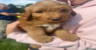 Aussiedoodle dogs - Advert 2