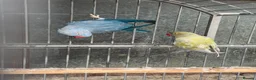 Ringnecks birds for sale: 2 pairs of Ring Neck - Advert 8