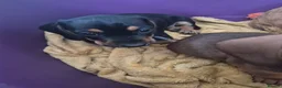 Dachshund dogs for sale: Amazing Dachshund Puppies FOR SALE - Advert 14