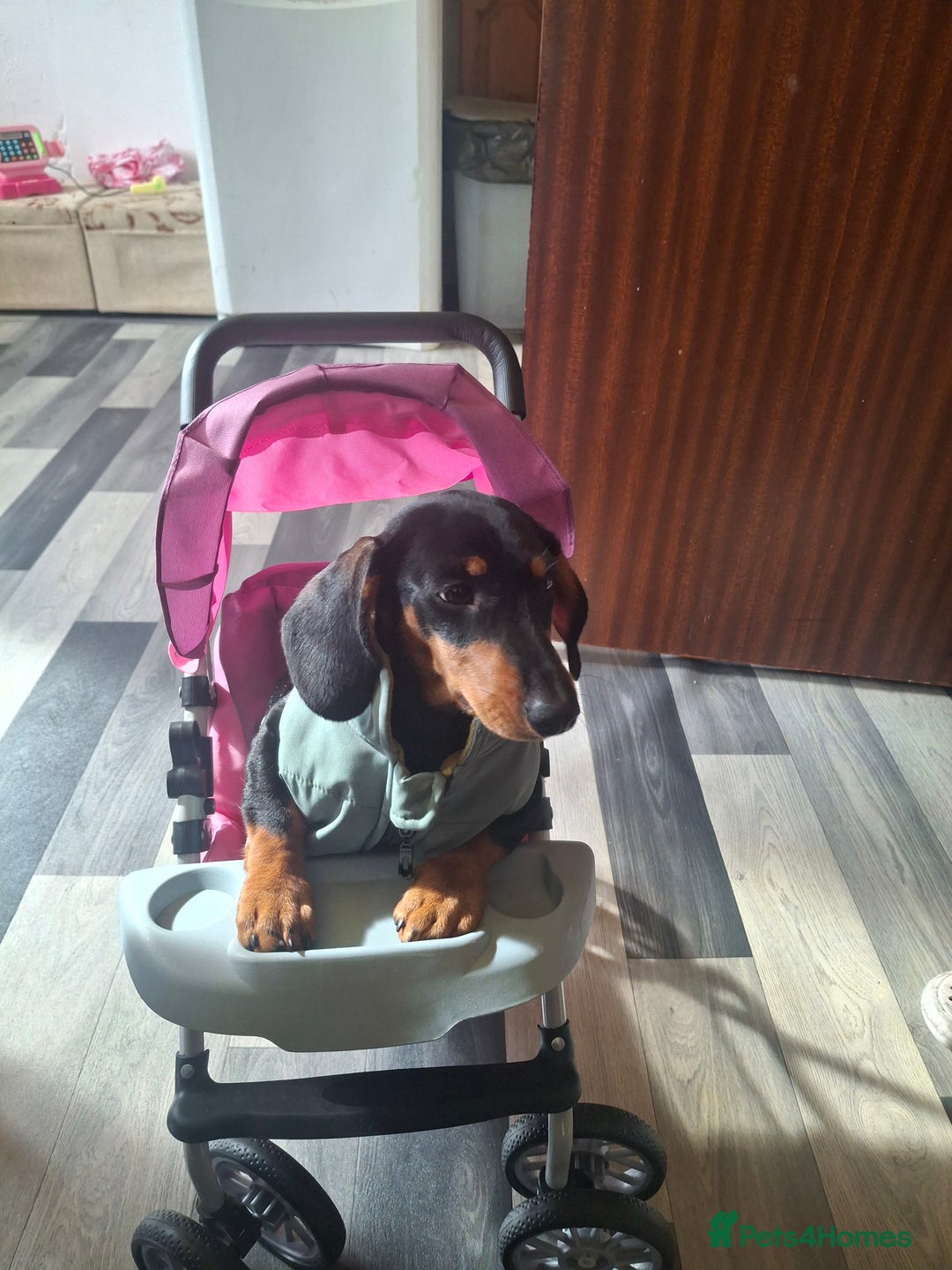 Miniature Dachshund dogs for sale: Beautiful girl dachshund - Image 2