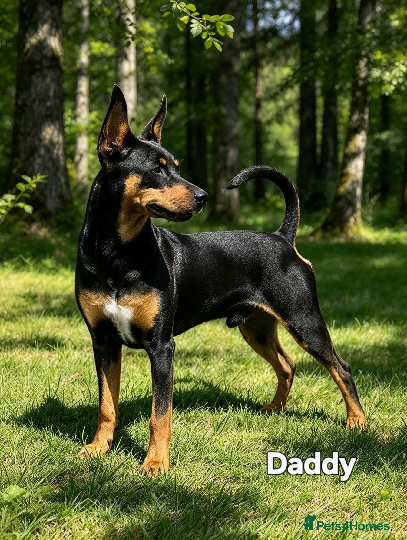 Miniature Pinscher dogs Stunning Miniature Pinscher Puppies–3Girls & 2Boys - Advert 1