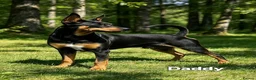 Miniature Pinscher dogs for sale: Stunning Miniature Pinscher Puppies–3Girls & 2Boys - Advert 8
