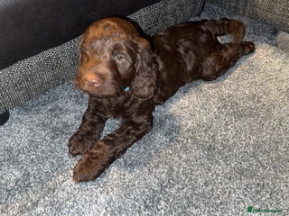 Sproodle dogs Gorgeous Sproodle Puppies – Family Raised - Advert 2